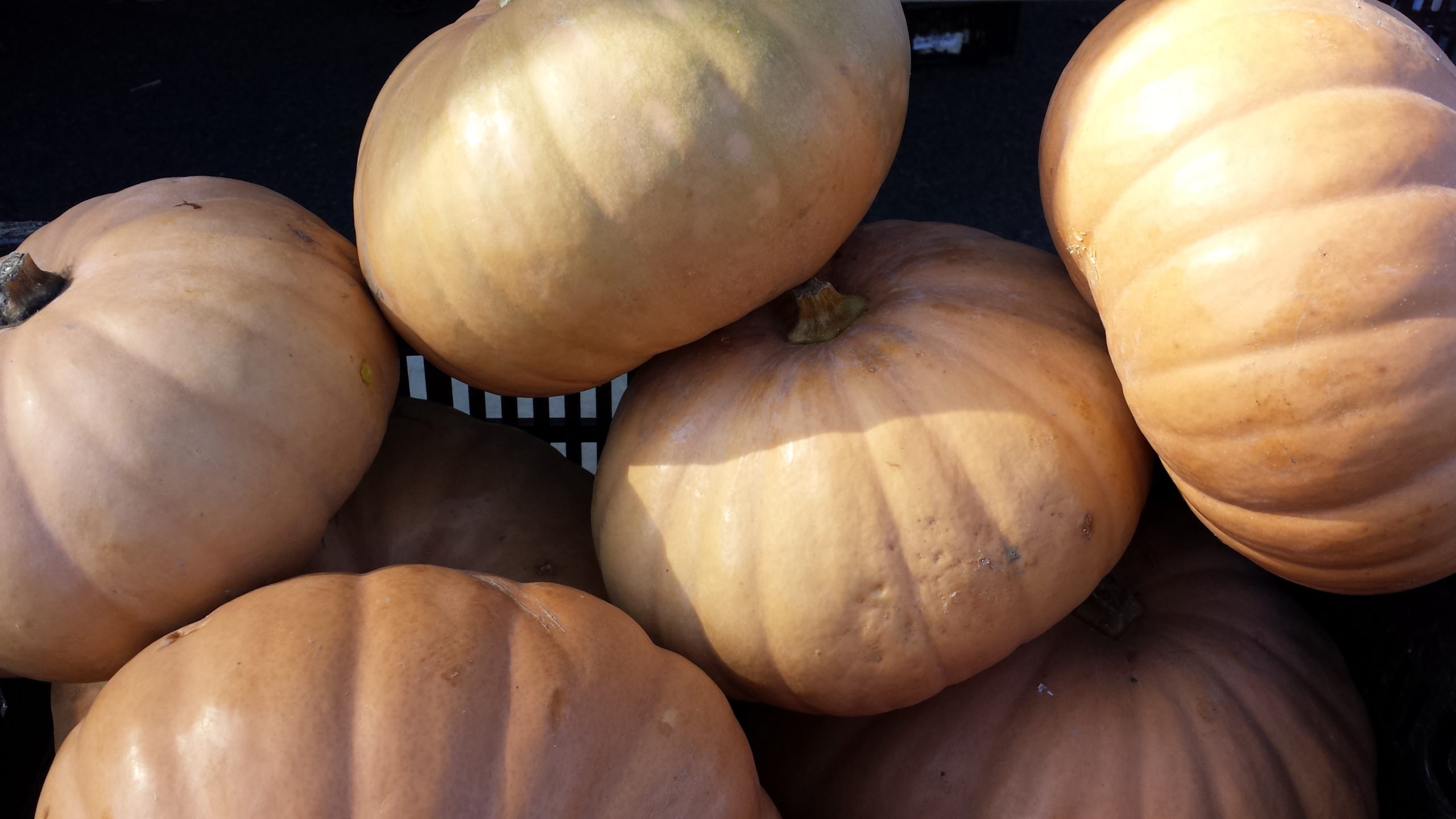 Cheese or Cindarella pumpkin best for stuffing