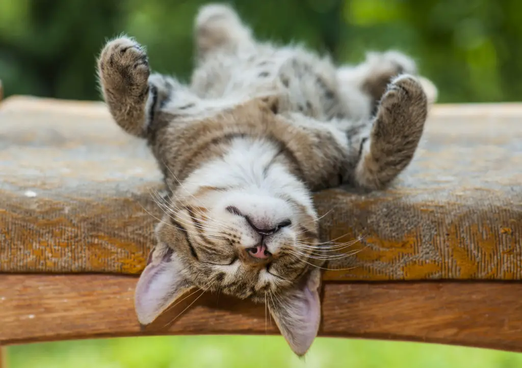 Cat taking a nap upside down
