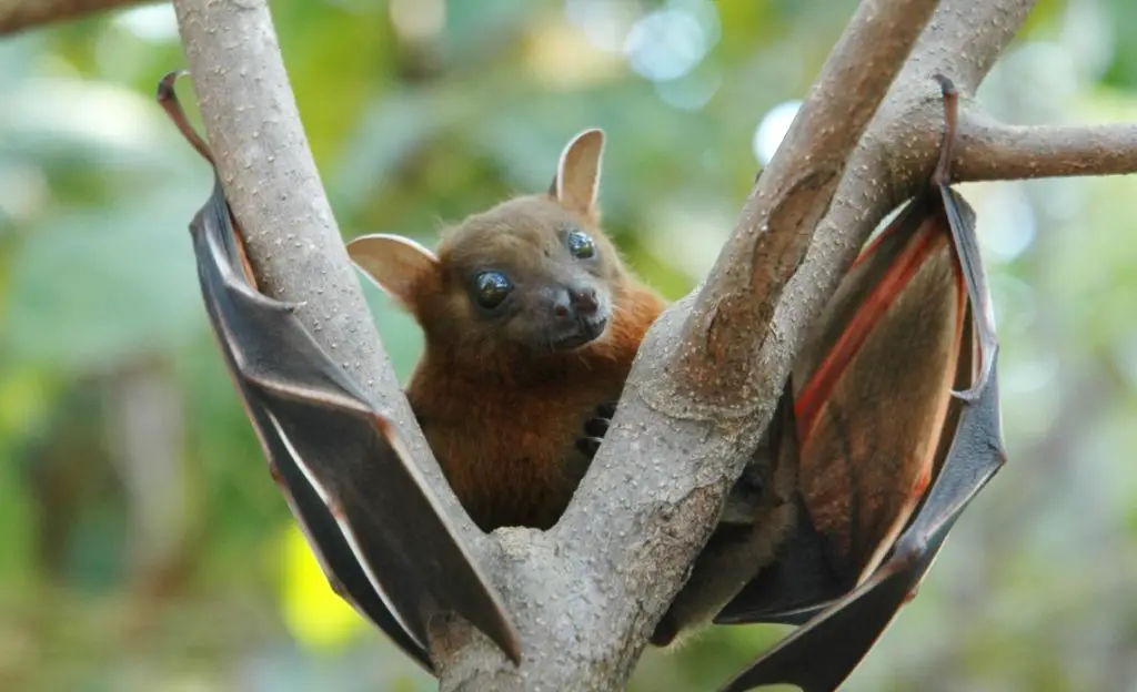 Bat with wings out clinging to tree