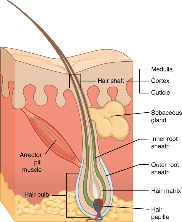 Image of hair shaft with cuticle and cortex
