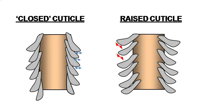 Illustration of hair cuticles raised and closed