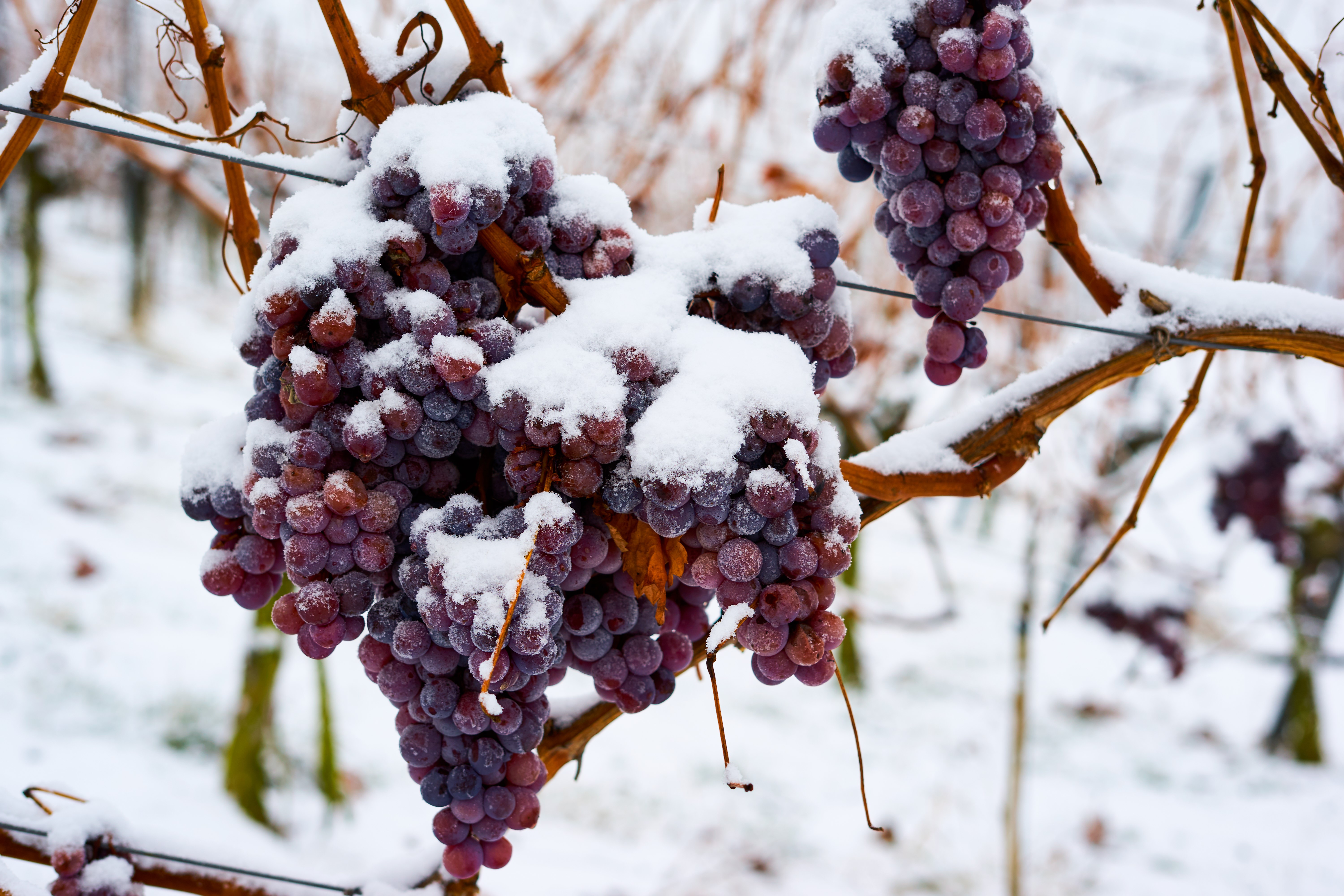 Frozen Ice Wine Grapes BLUE HARE MAGAZINE