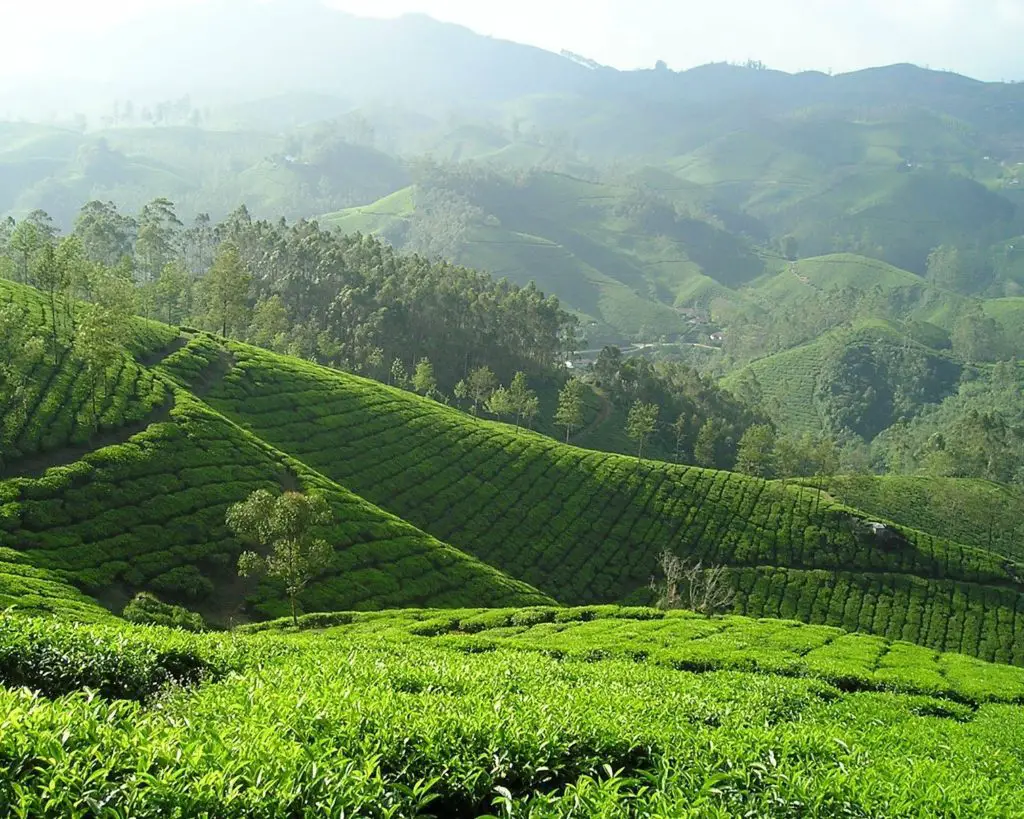 Tea plantation in India