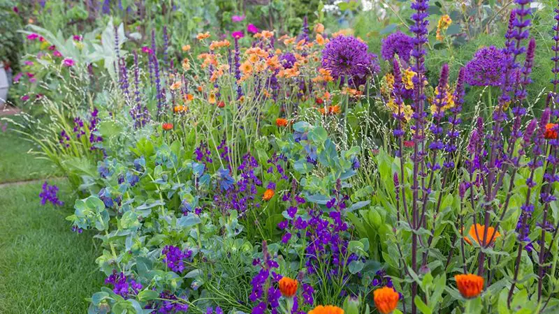 Flowers at Chelsea Flower Show