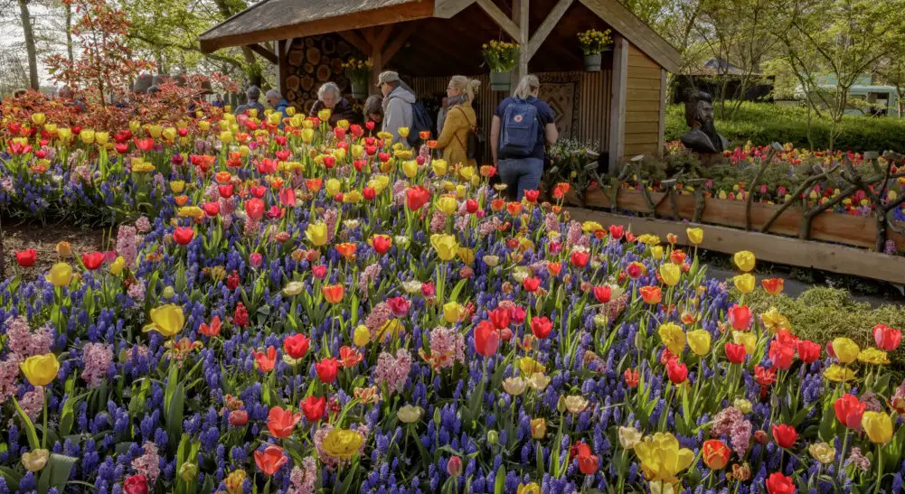 Keukenhof Tulipmania