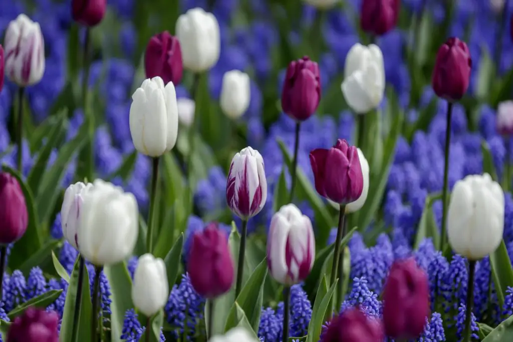 The 12 flower and garden shows to see this spring | BLUE HARE MAGAZINE