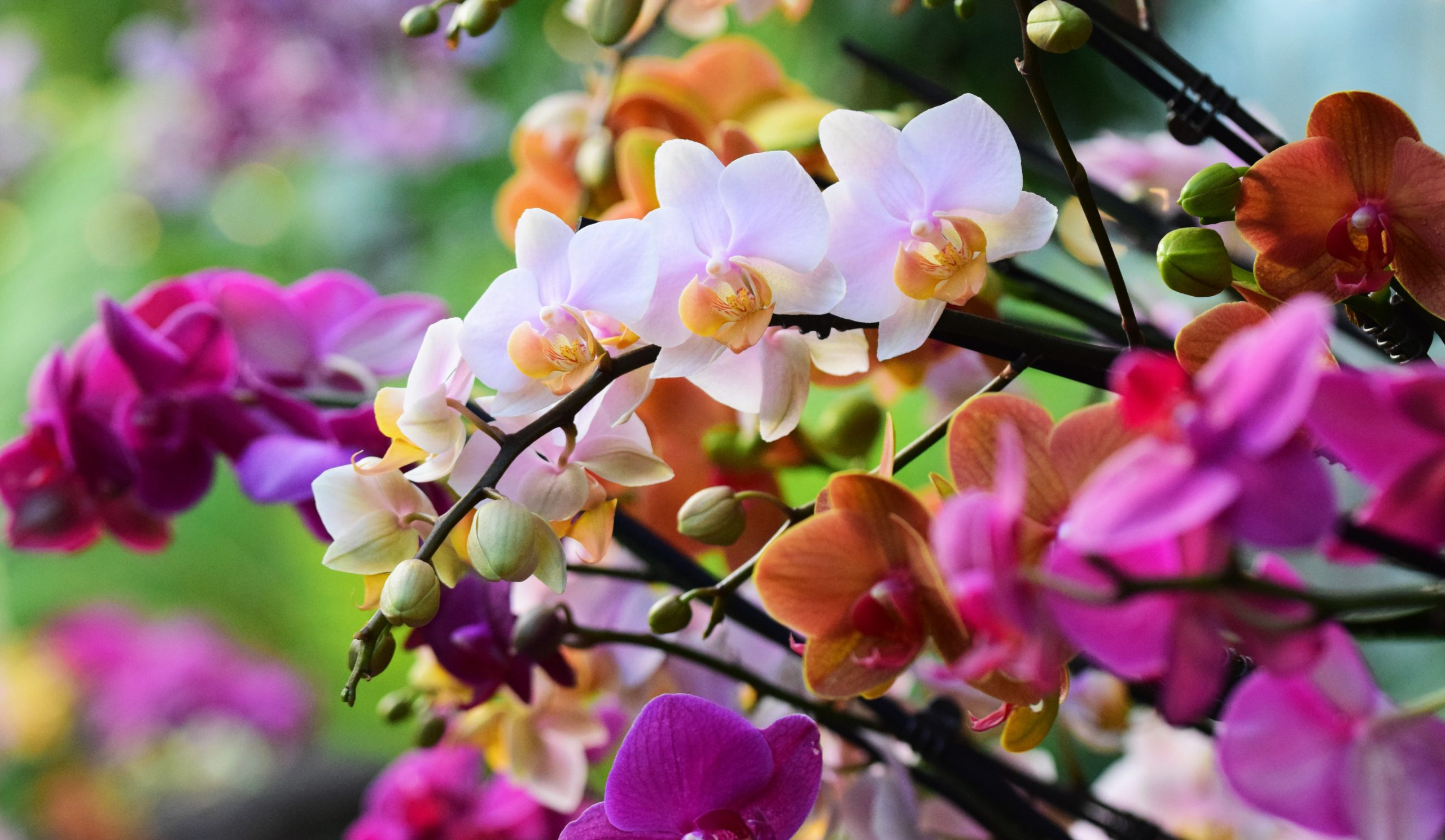 Stems of orchids at Kew Gardens