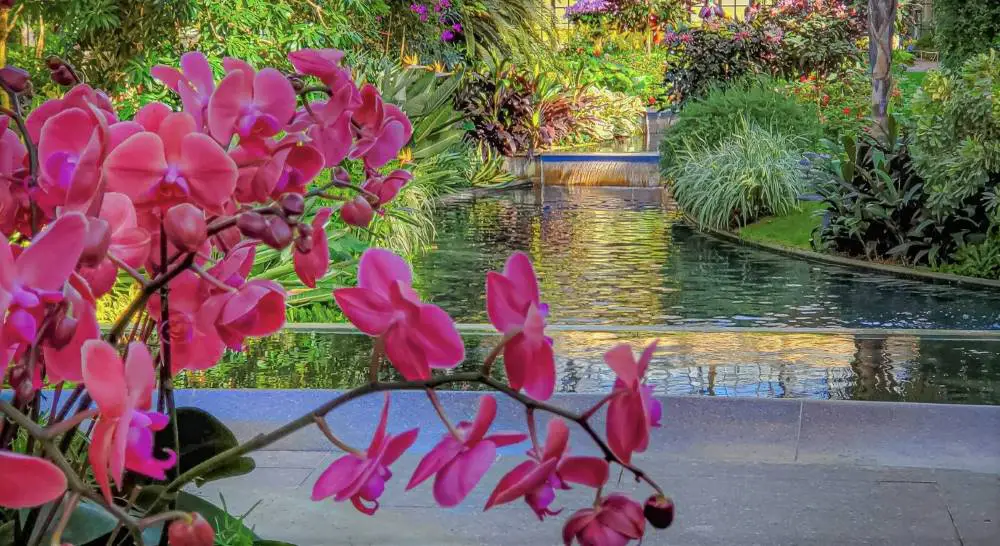 Pink orchid against water feature Longwood Gardens