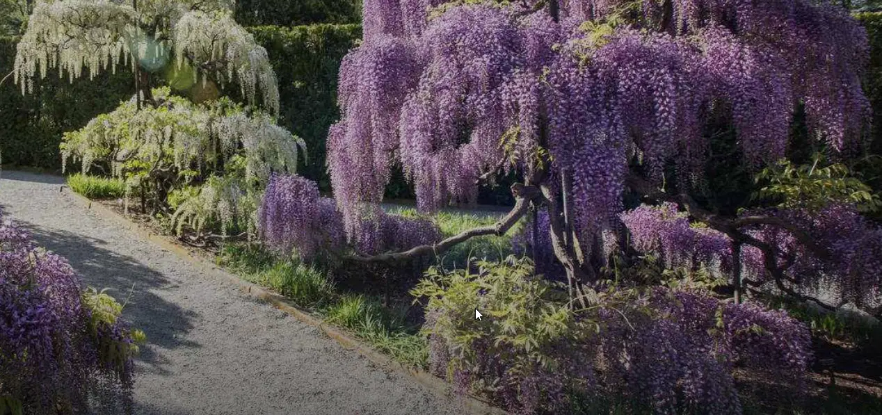 Wisteria in bloom Longwood Gardens