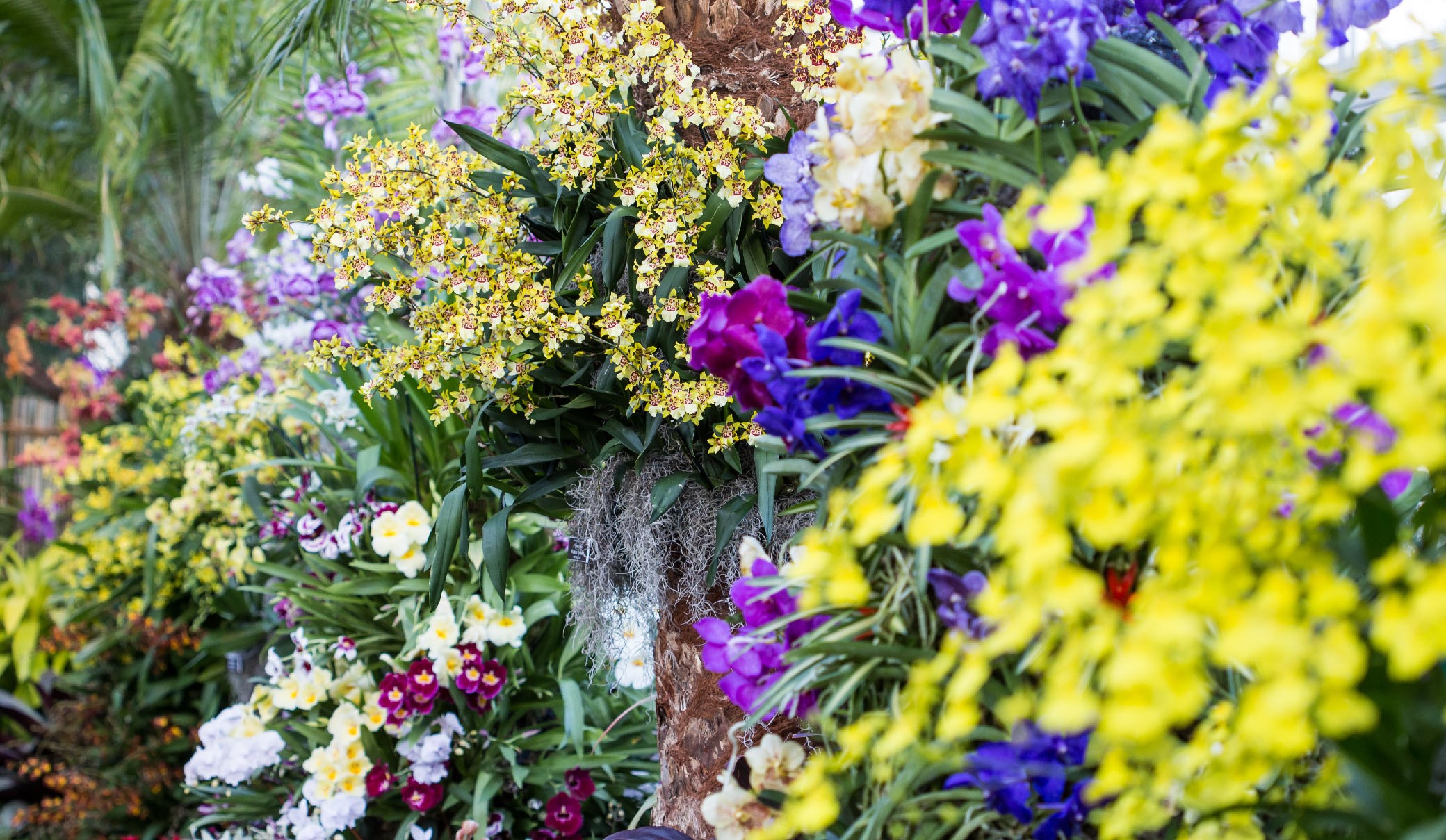 Orchid display at New York Botanic Garden