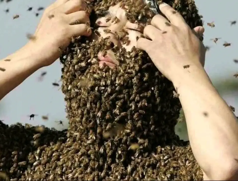 Elderly woman attacked by bees