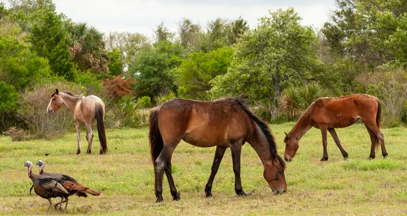 Cumberland Island National Seashore, Georgia