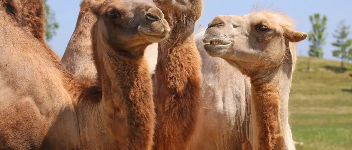 Camels in the desert