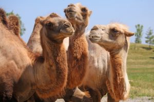 Camels in the desert