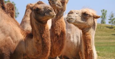 Camels in the desert