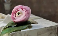 Pink flower on book