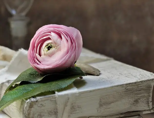 Pink flower on book