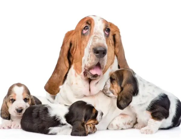 mother hound with puppies needs life insurance