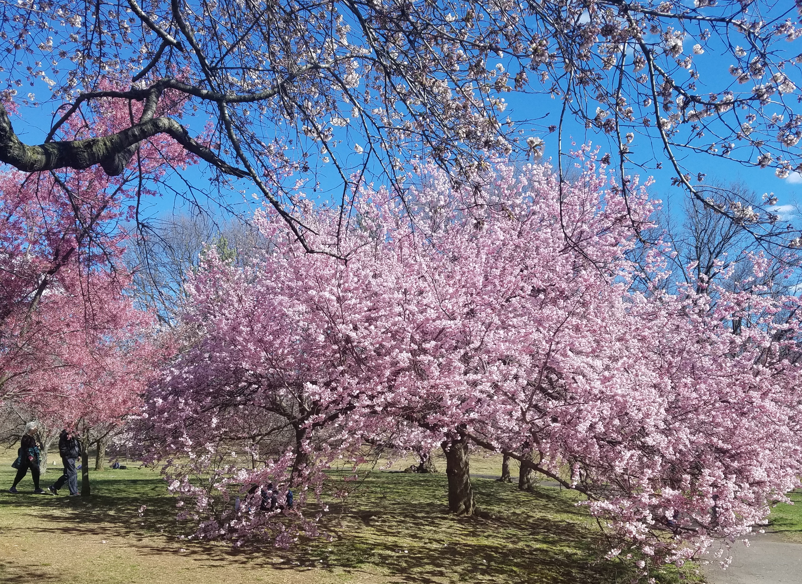 Cherry trees at Branch Brook Park New Jersey