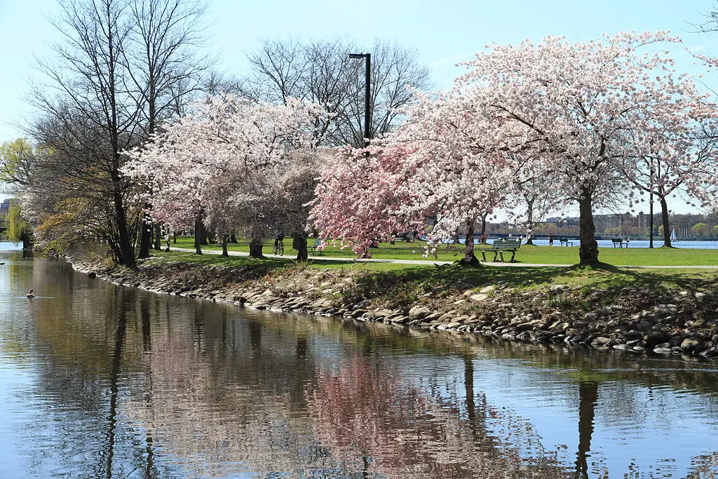 Cherry Blossoms Boston