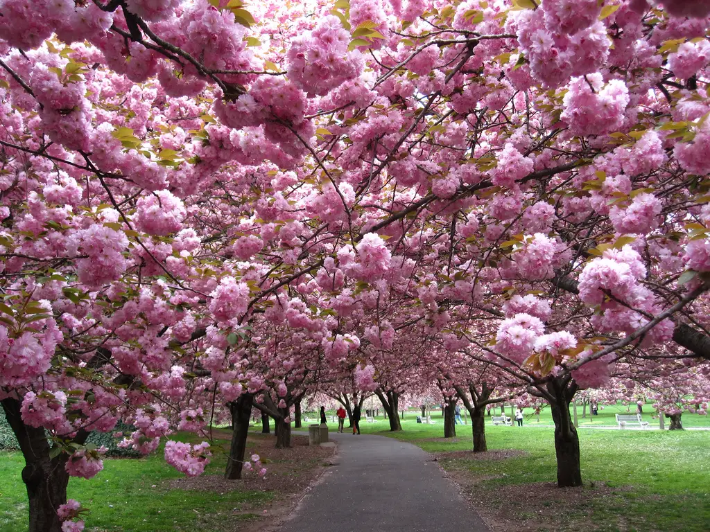 Brooklyn Botanical Gardens cherry blossoms