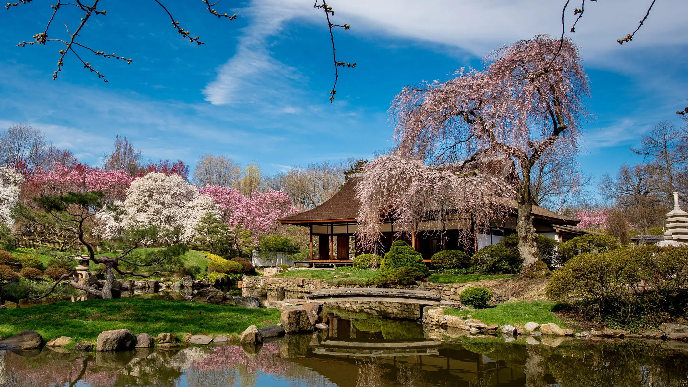 Philadelphia cherry blossoms