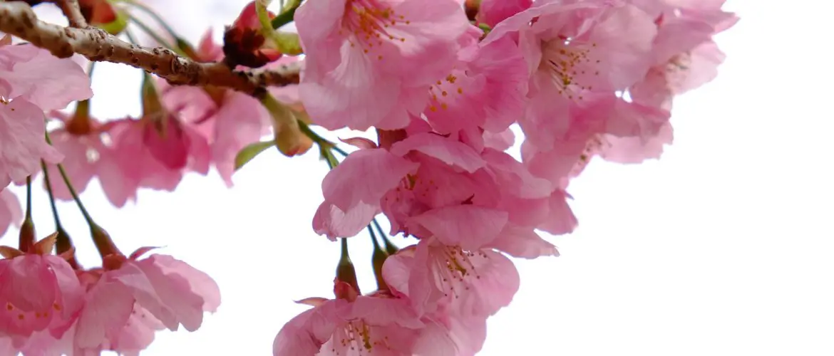 branch of cherry blossoms