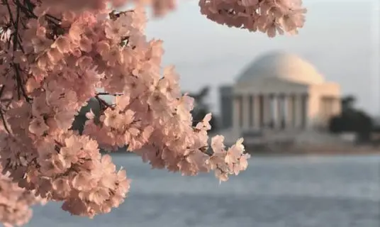 chery blossoms at Washington DC's tidal basin