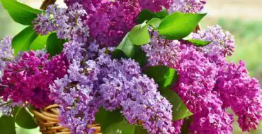 Lilacs in a basket