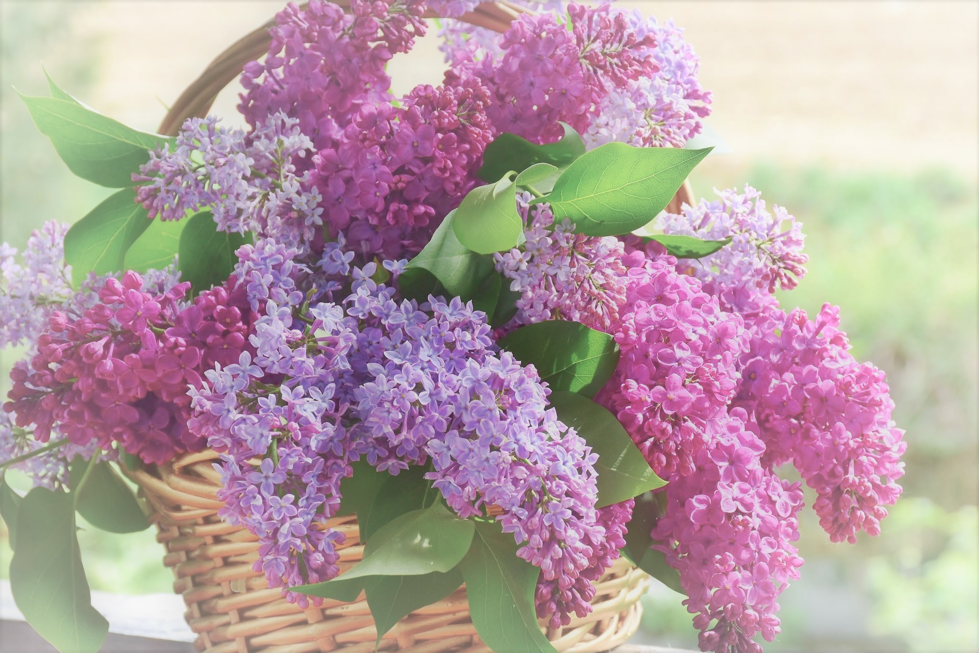 Lilacs in a basket