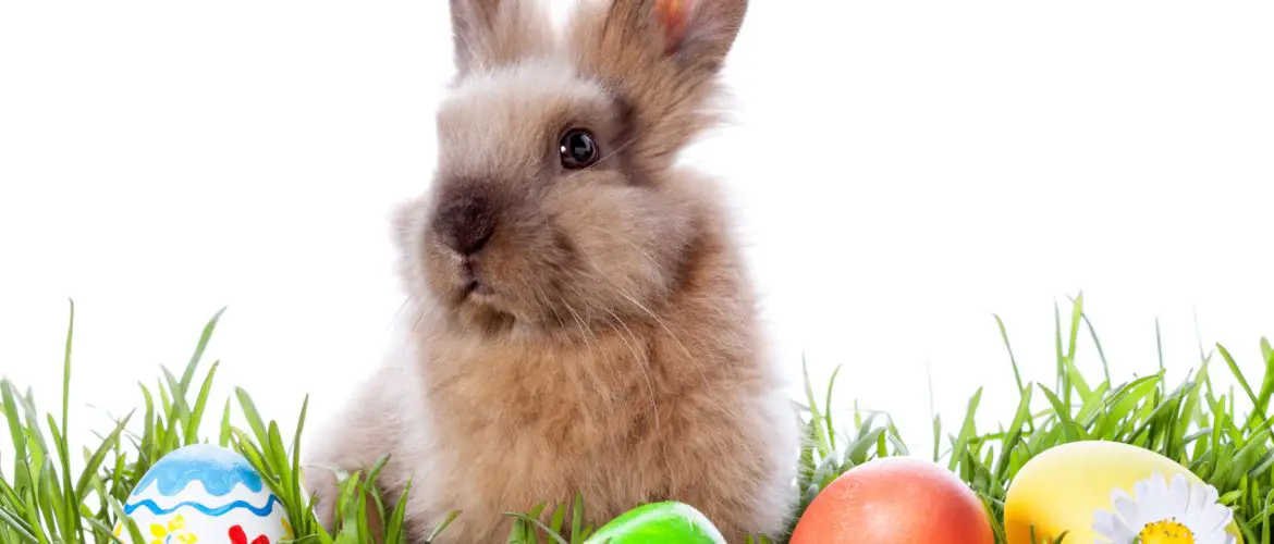 Easter bunny with colorful eggs in green grass