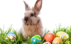 Easter bunny with colorful eggs in green grass
