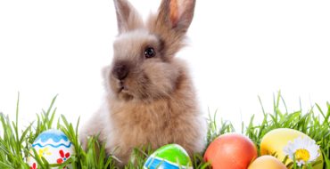 Easter bunny with colorful eggs in green grass