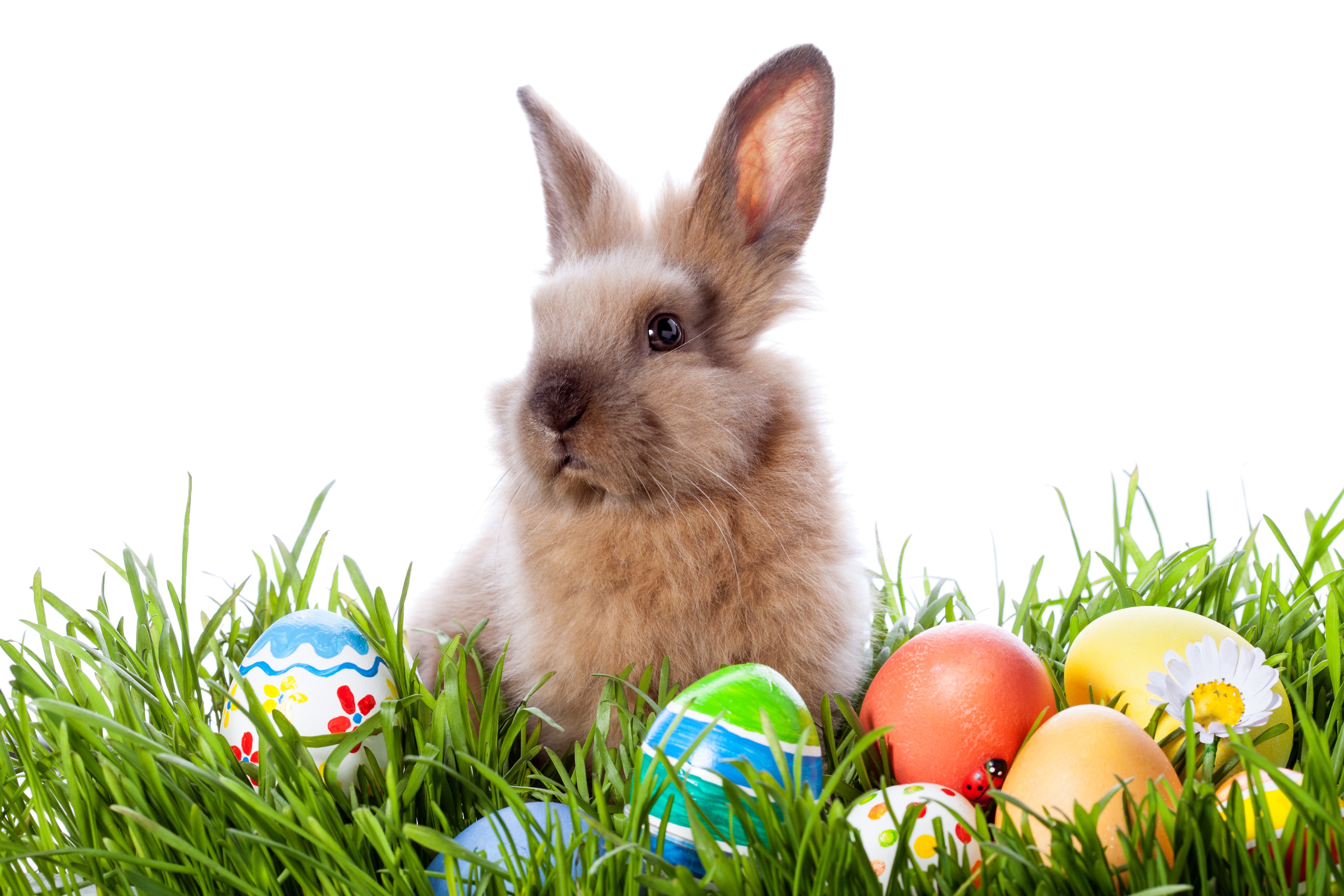 Easter bunny in grass with eggs