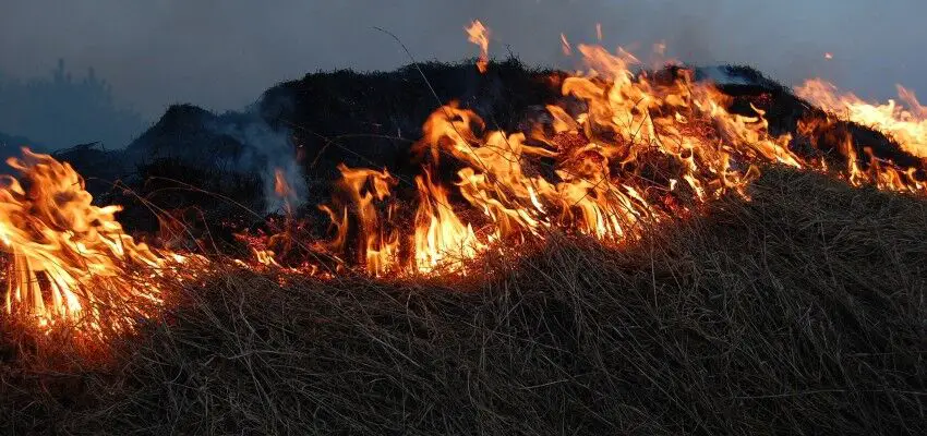 Grass on fire in a controlled burn