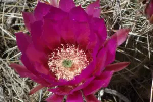 Magenta spiny column cactus flower