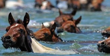 chincoteague ponies swiming
