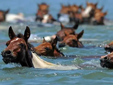 chincoteague ponies swiming