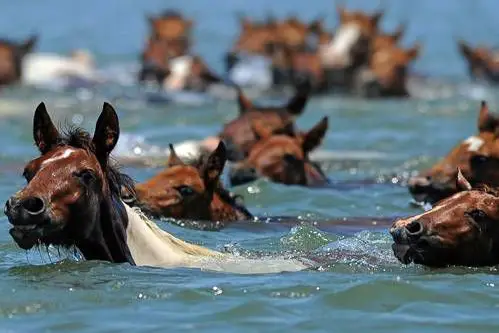 Chincoteague pony swim