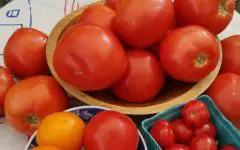 Bowls of red and yellow tomatoes