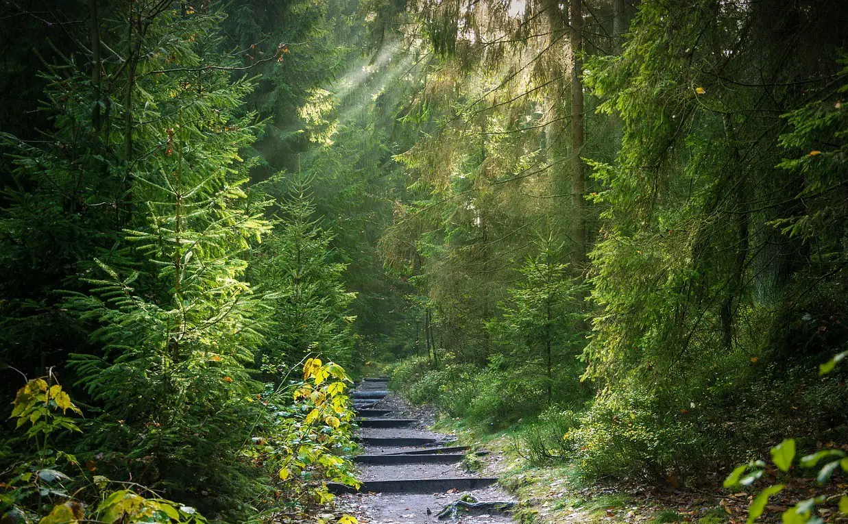 sun rays falling on a path through the forest