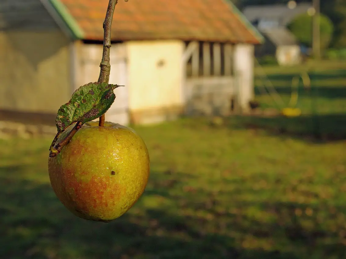 Apple in Normandy