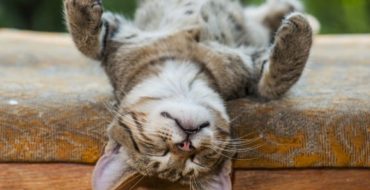 Cat taking a catnap upside down