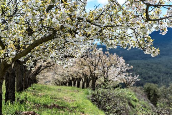 Cherry blossoms in the Jerte Valley Spain