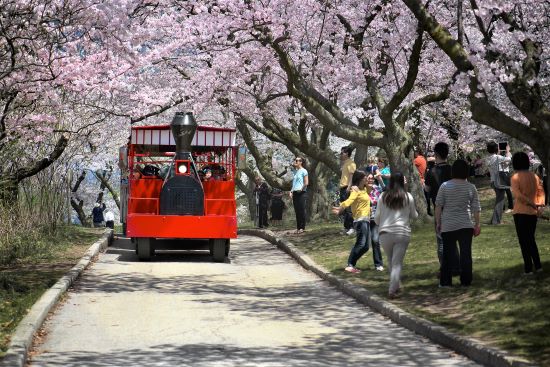 High Park, Toronto, cherry blossoms and trolly