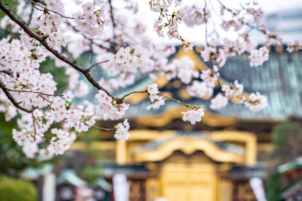 Ueno Park Tokyo cherry blossoms