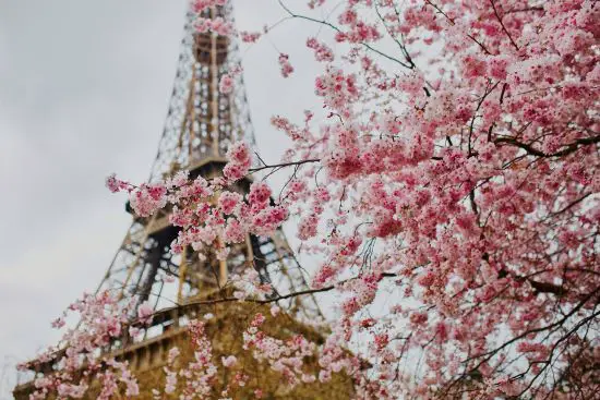 Eioffel Tower backdrop for cherry blossoms in bloom Paris