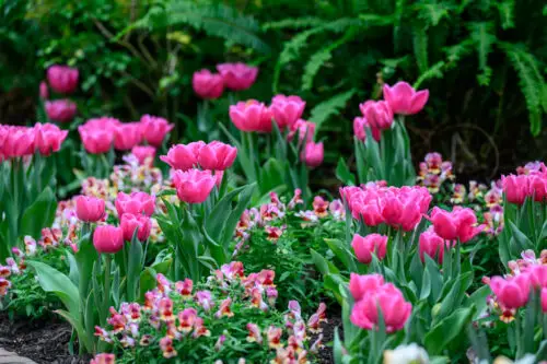 Phipps Conservatory