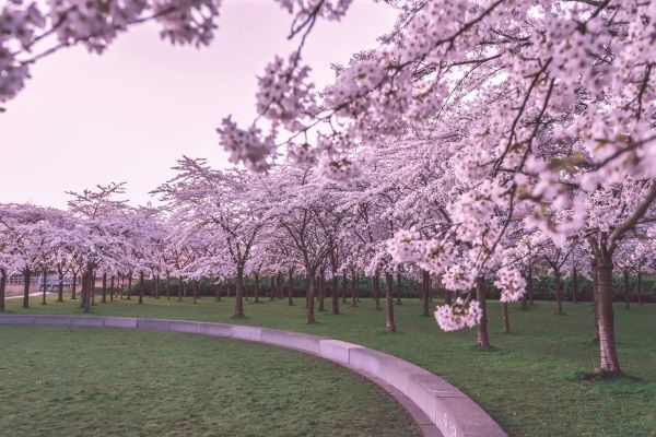 Bloesome Park Amsteredam cherry blossoms