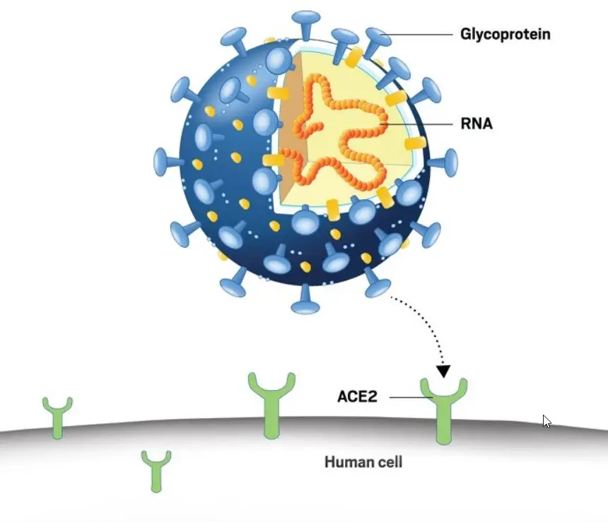 Coronavirus invading human cell